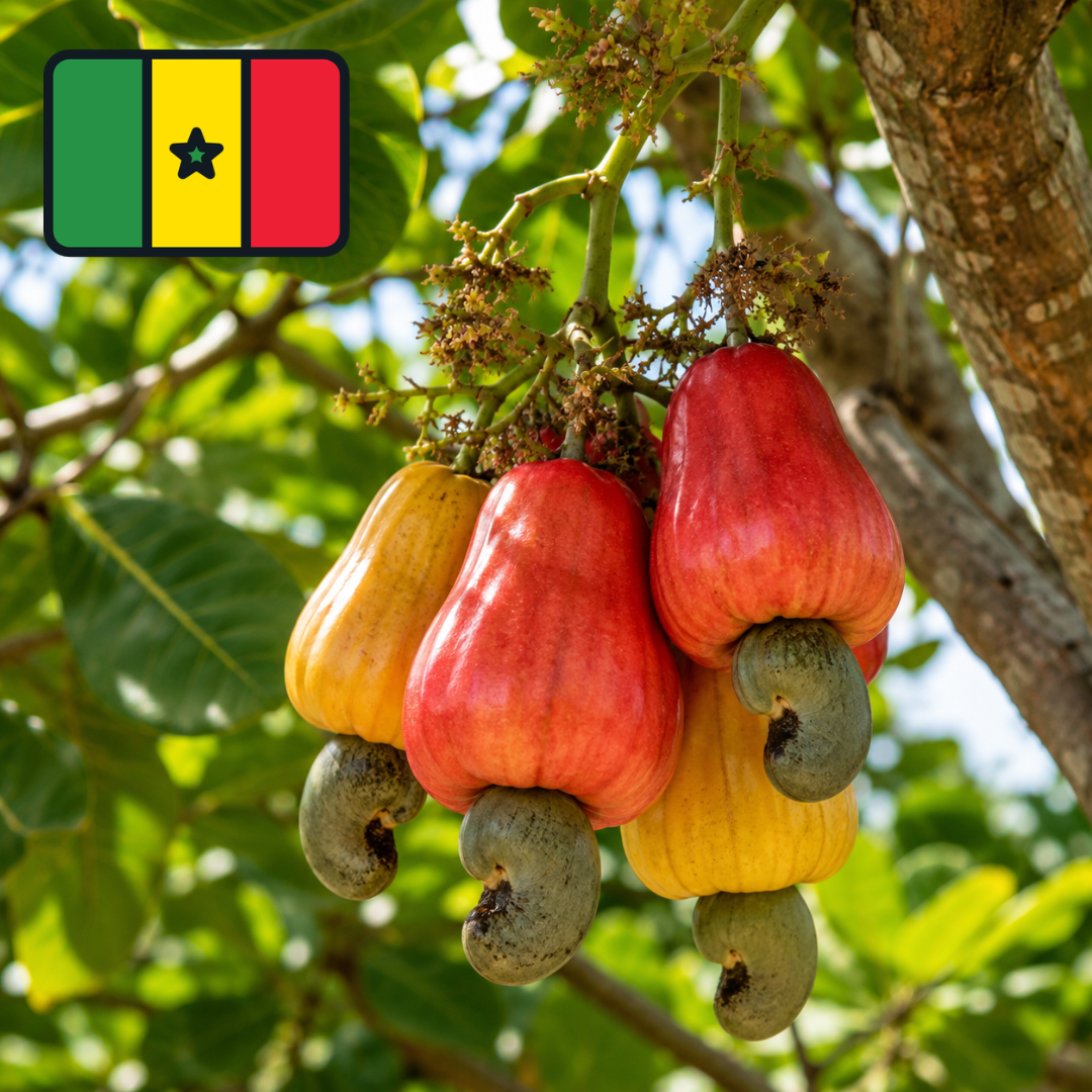 Anacardier du Sénégal