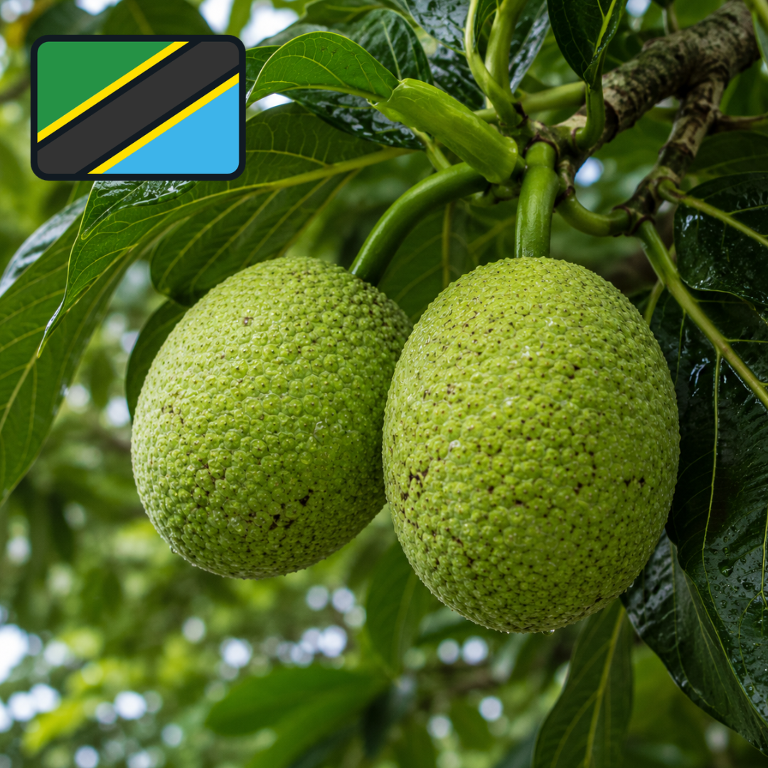 Fruit à pain de Tanzanie