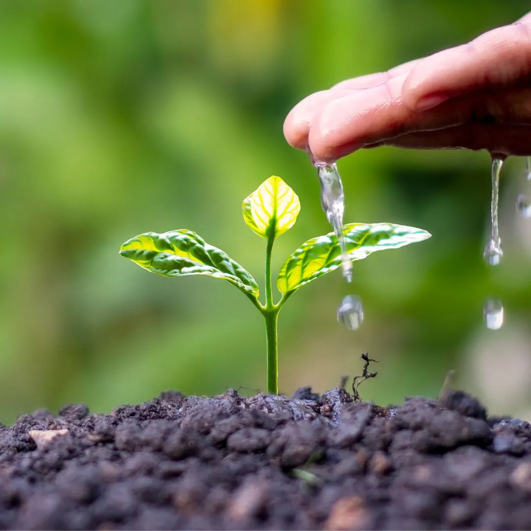5 Bonnes Raisons de Planter un Arbre Fruitier en Afrique