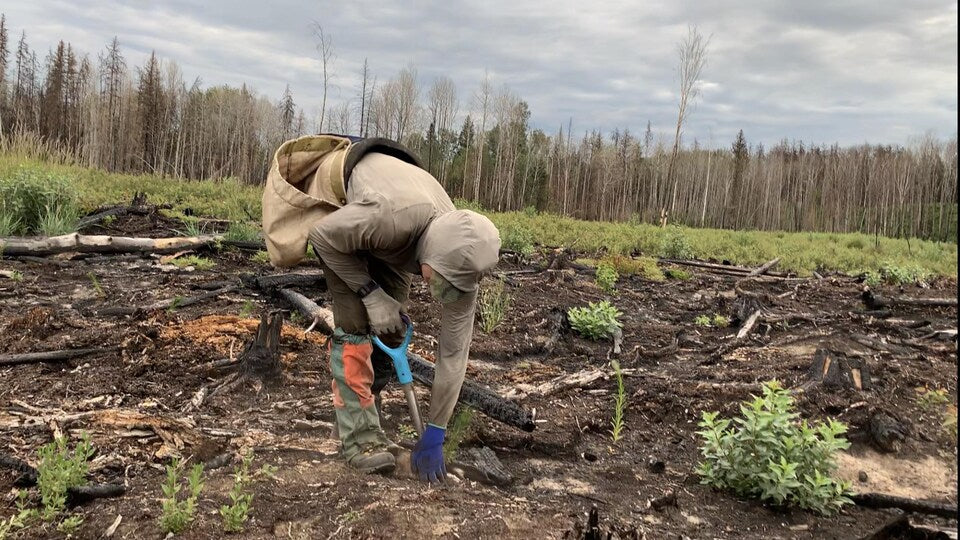 Un Canadien Établit un Nouveau Record Mondial en Plantant 23 060 Arbres en 24 Heures.!