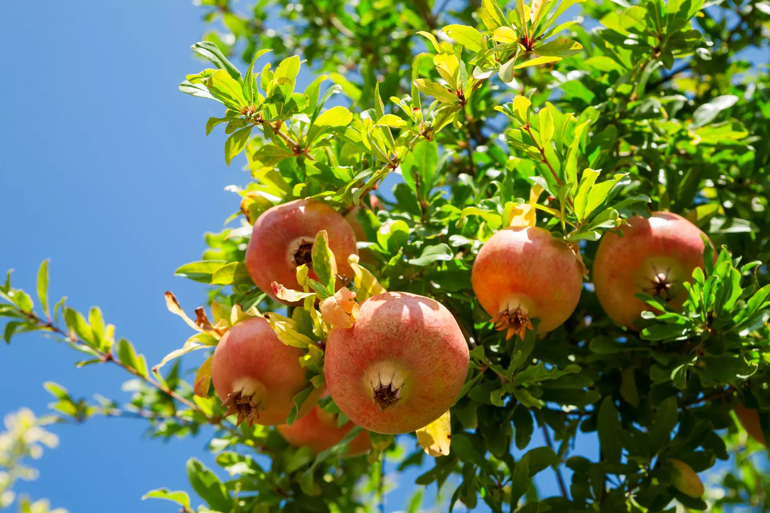 NEW ❤️ Acco Pomegranate