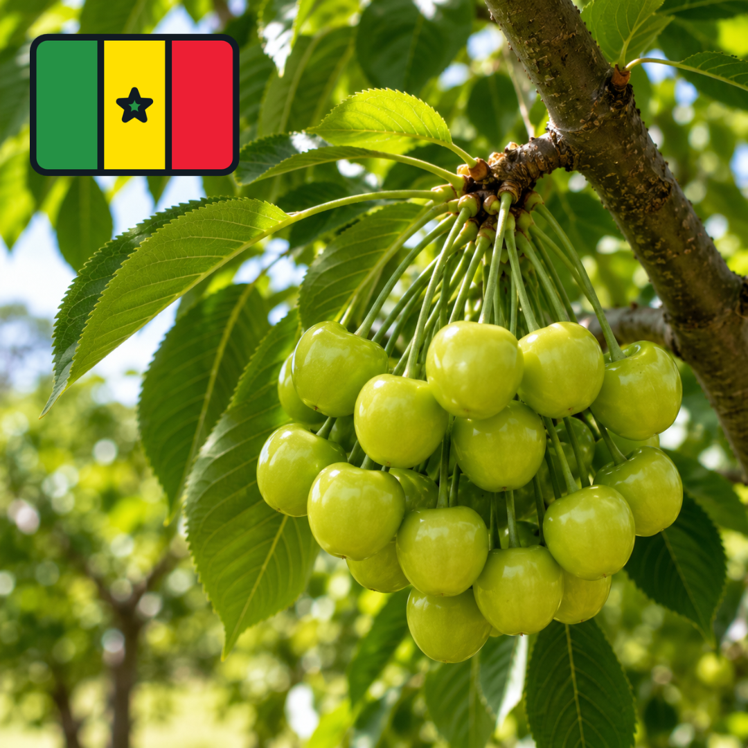 Cerisier vert du Sénégal