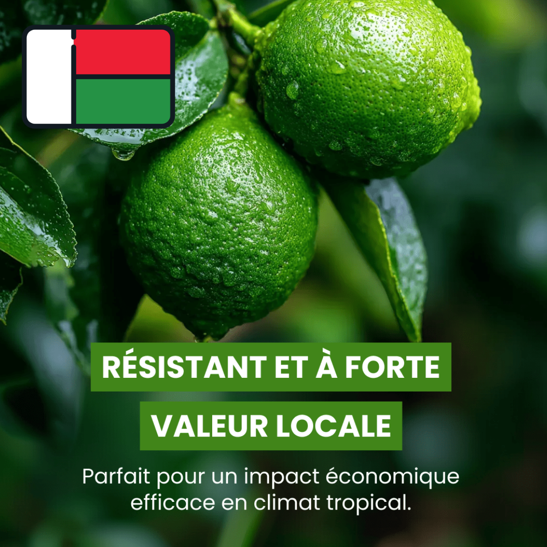 Citron vert de Madagascar