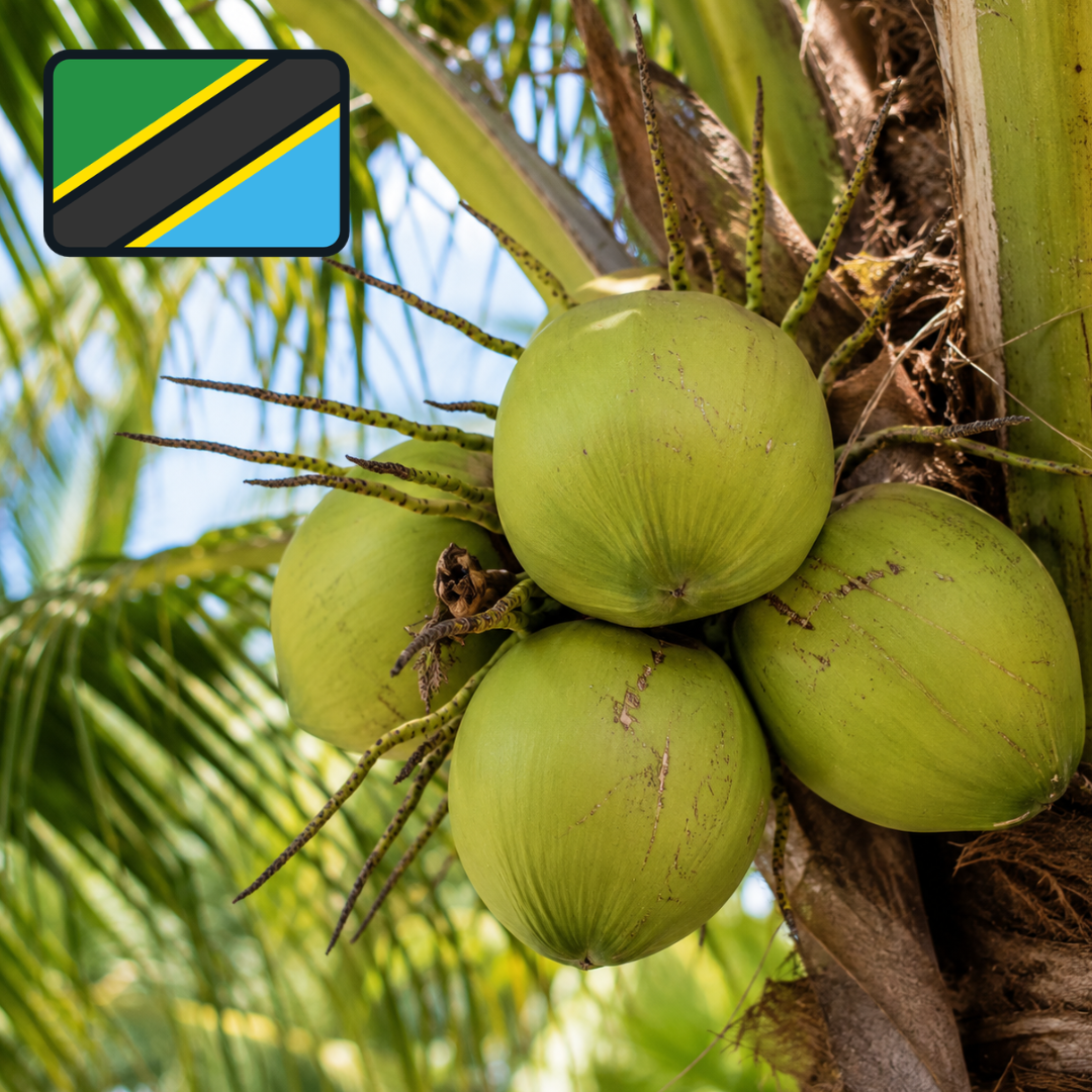 Cocotier de Tanzanie