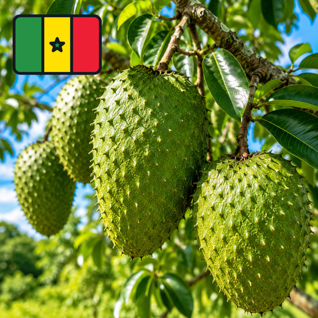Corrossol  du Sénégal