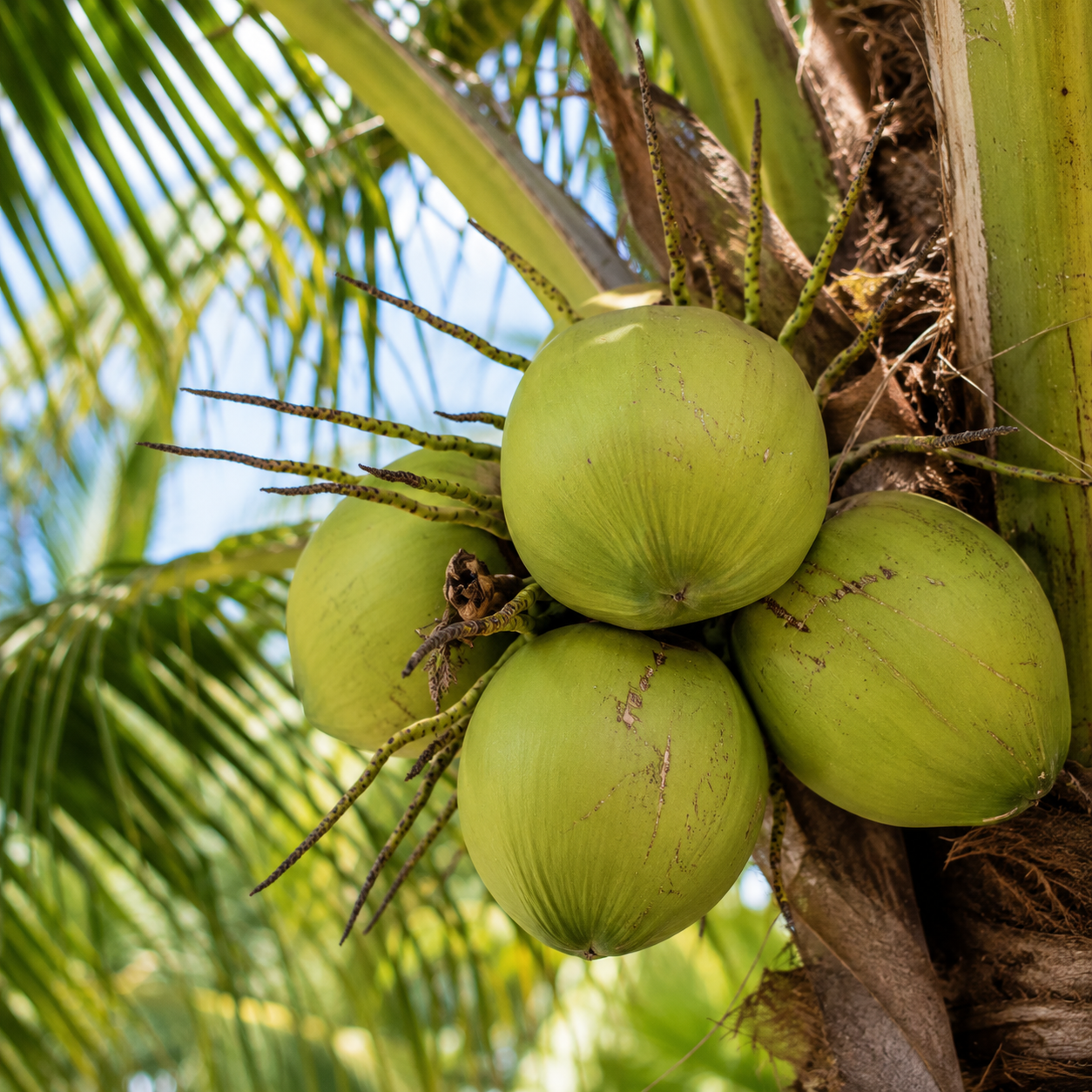 Cocotier de Tanzanie