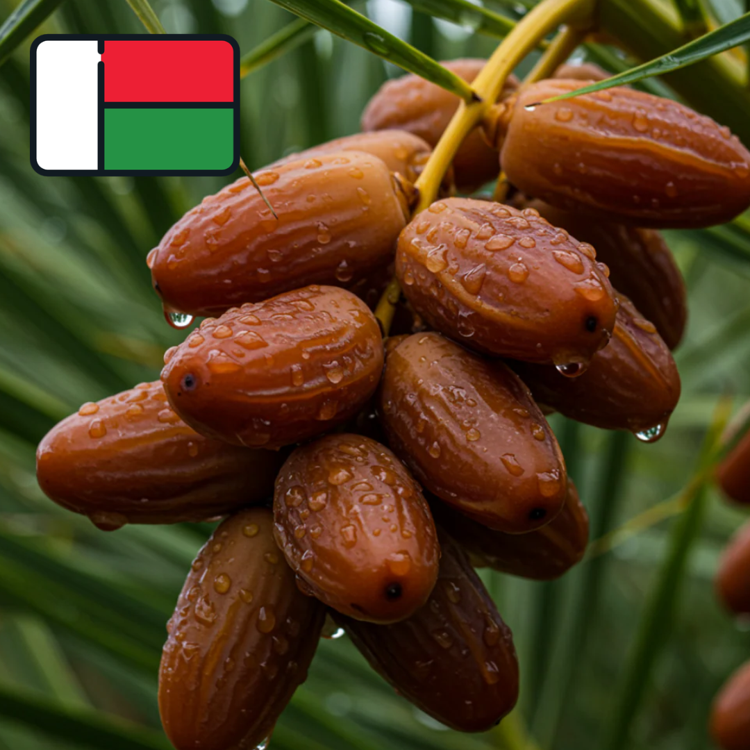 Dattier de Madagascar