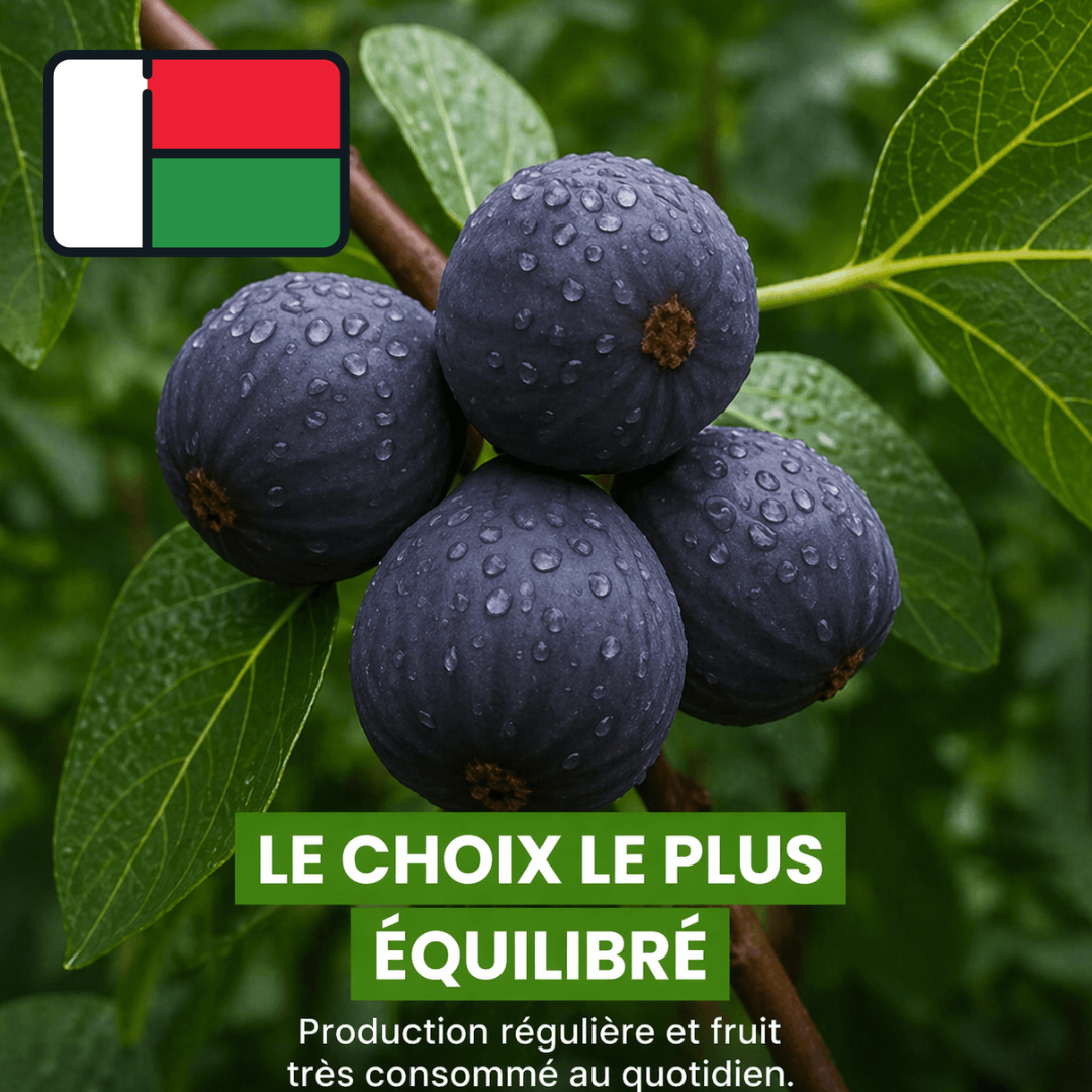 Figuier de Madagascar