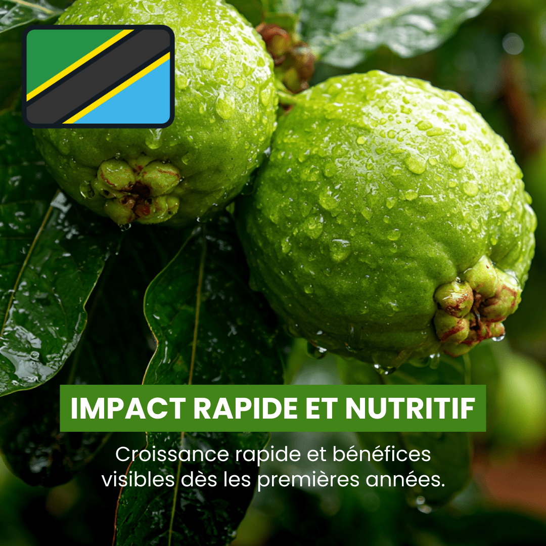 Goyavier de Tanzanie
