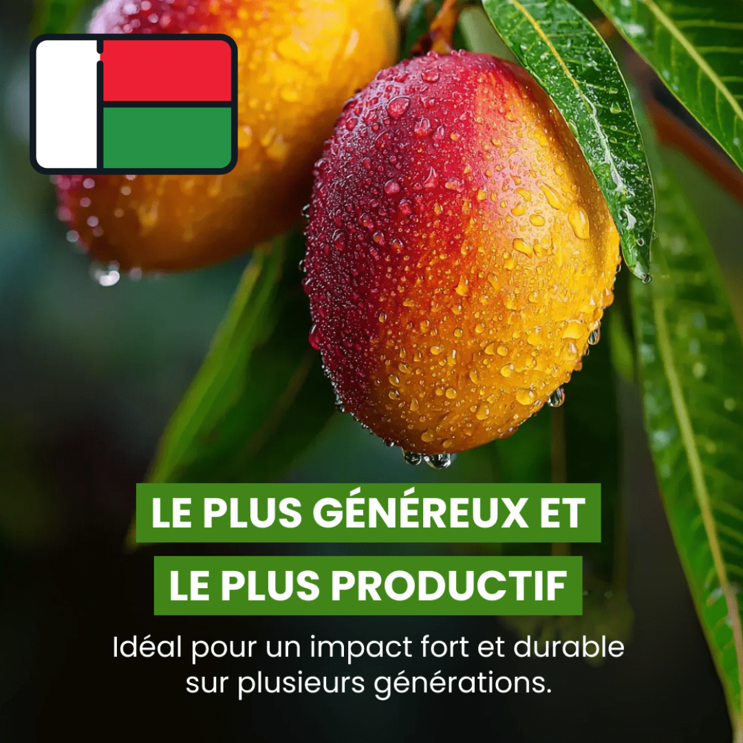 Manguier de Madagascar