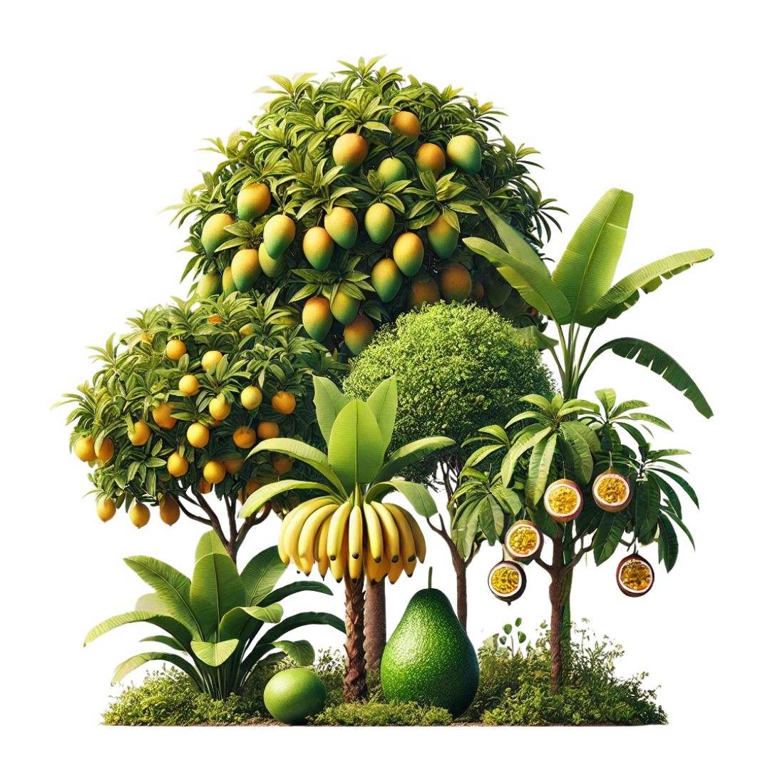 Jardin fruitiers (5 arbres)