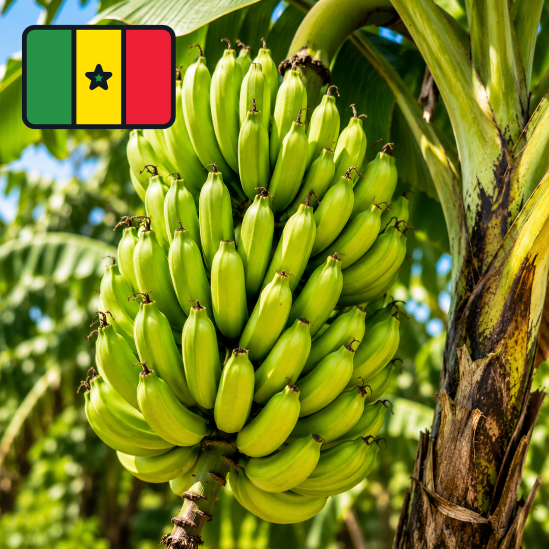 Bananier du Sénégal