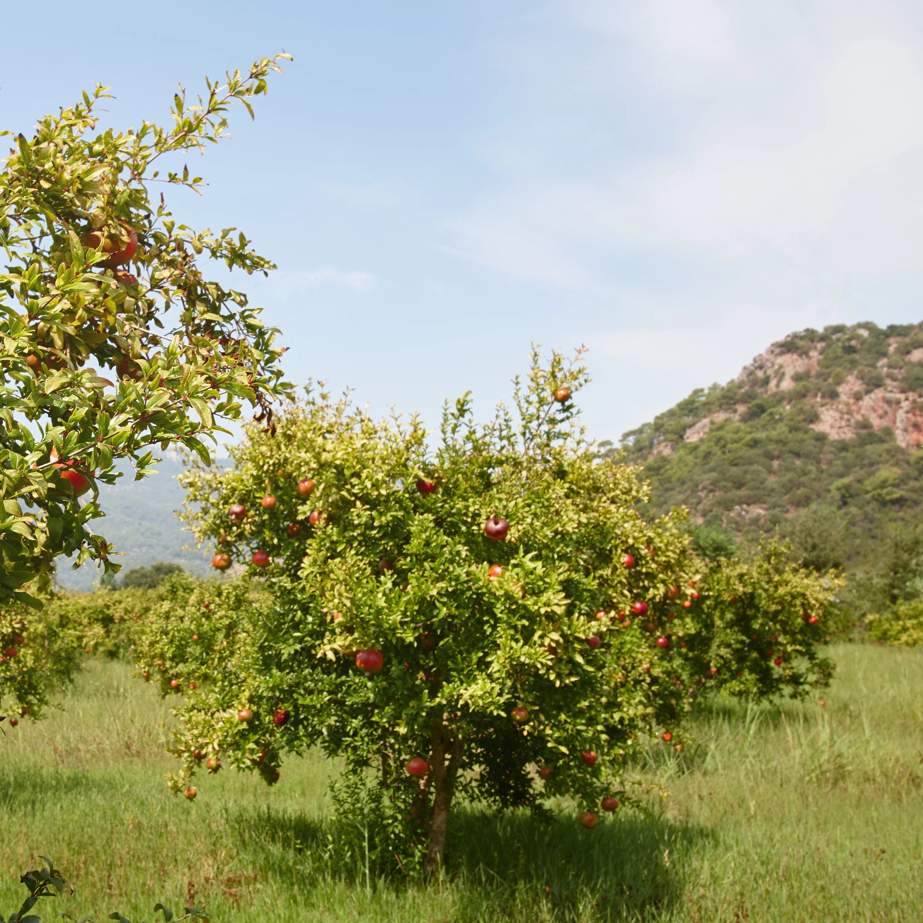 NEW ❤️ Acco Pomegranate