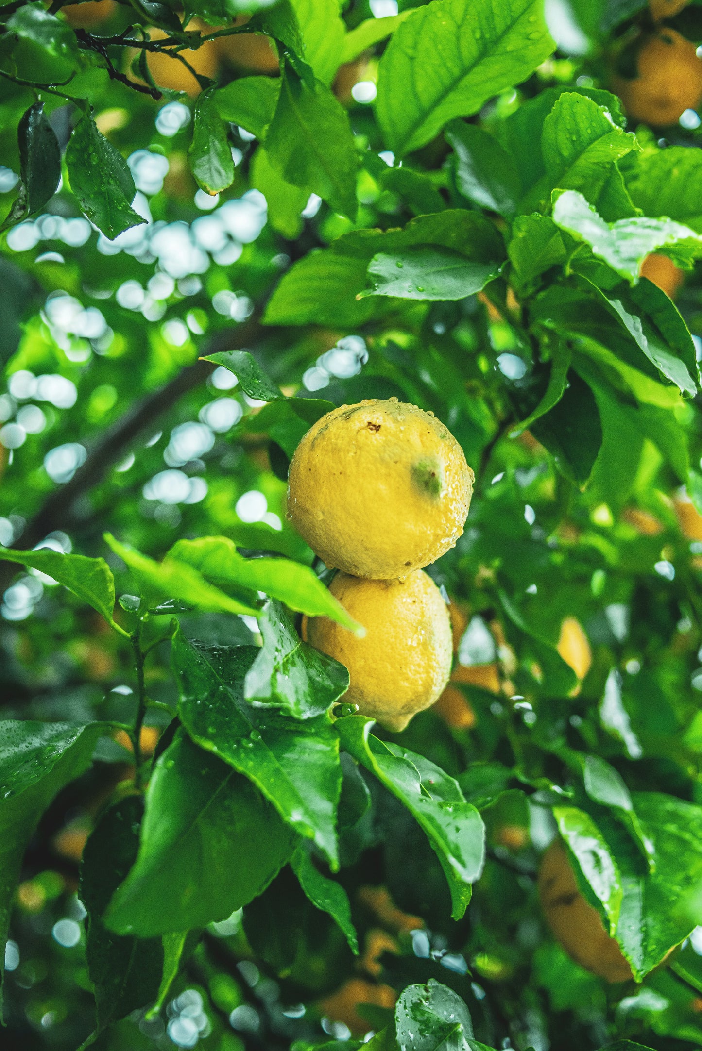 🍋 Lemon tree