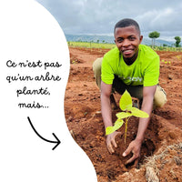🤎🪵 Baobab Grandidieri - Frutopy.fr