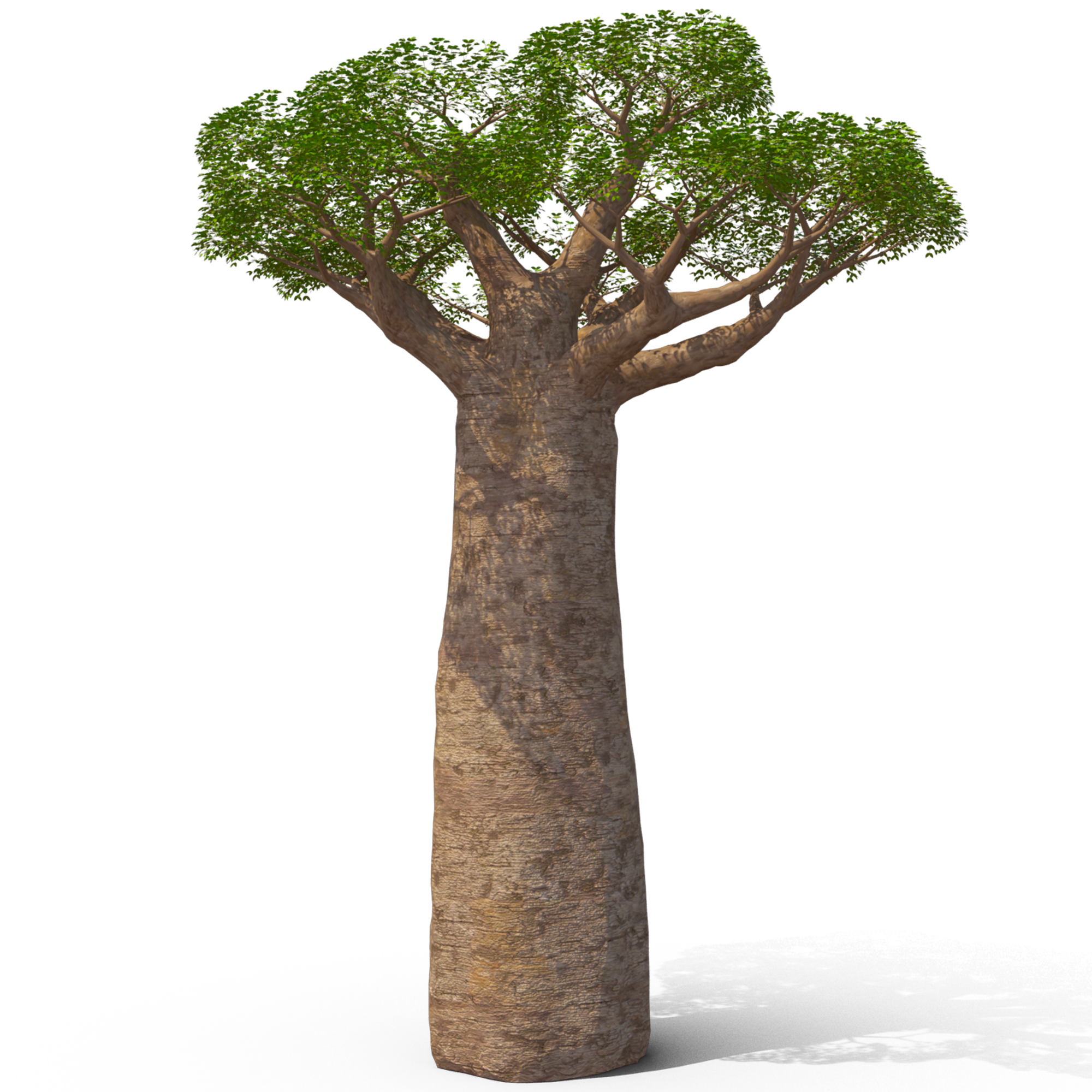 🤎🪵 Grandidier's Baobab