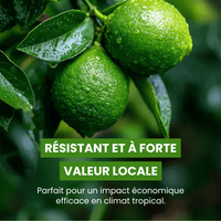 🍋💚 Citron vert - Frutopy.fr