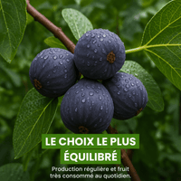💜 Figuier - Frutopy.fr