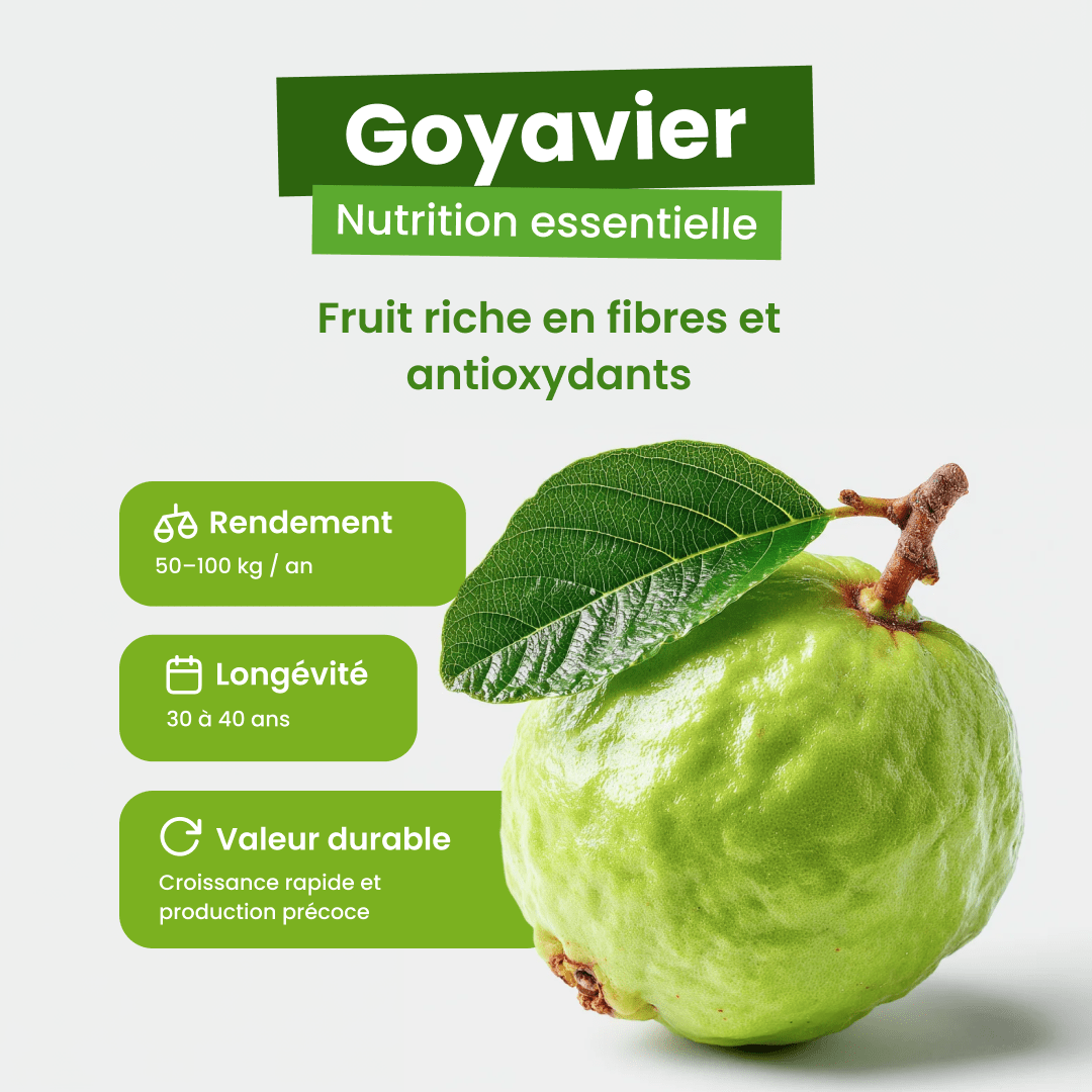 🍈 Goyavier - De retour - Frutopy.fr