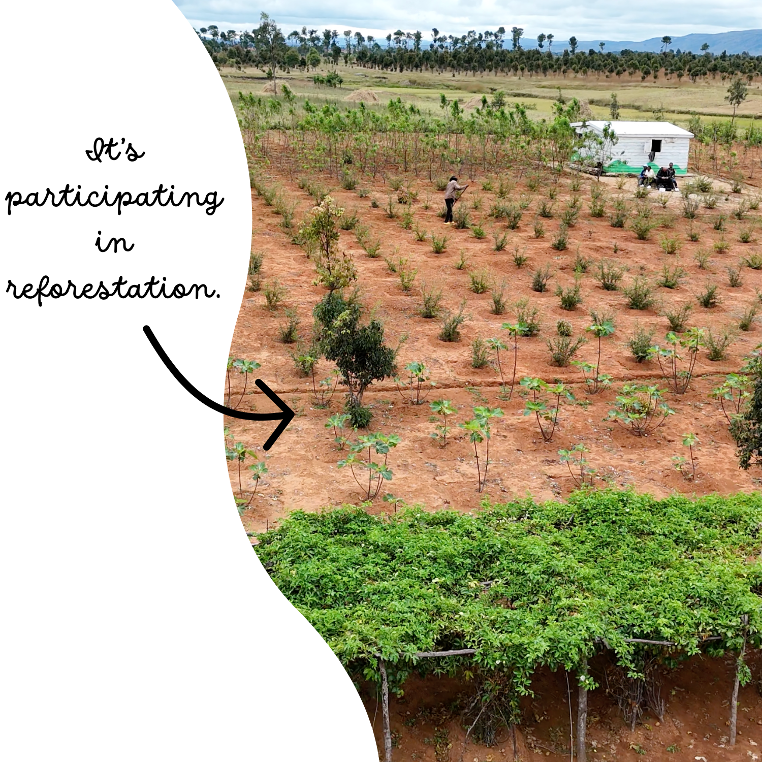 SET OF 50 TREES