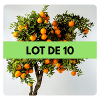LOT DE 10 ARBRES - Frutopy.fr