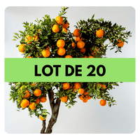 LOT DE 20 ARBRES - Frutopy.fr