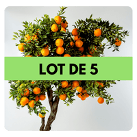 LOT DE 5 ARBRES - Frutopy.fr