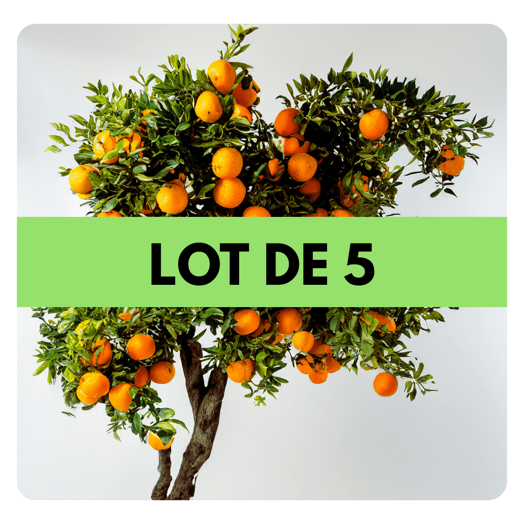LOT DE 5 ARBRES - Frutopy.fr