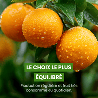 🍊 Oranger - Frutopy.fr